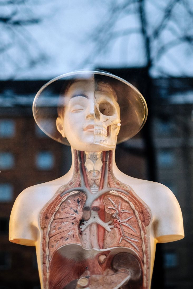 The human anatomy at a medical school
