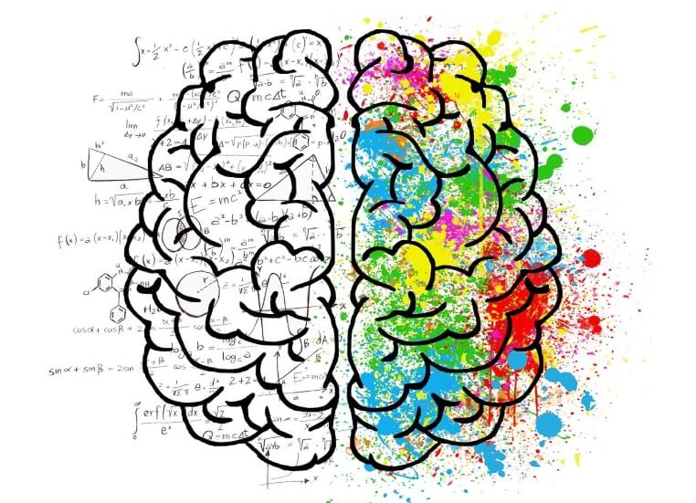 Two sides brain Two hemispheres of brain