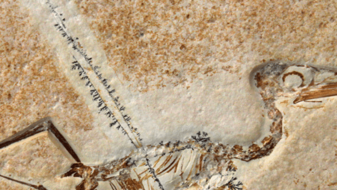 Archaeopteryx: The Bridge Between Dinosaurs and Birds