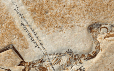 Archaeoptryx – The Bridge Between Dinosaurs and Birds