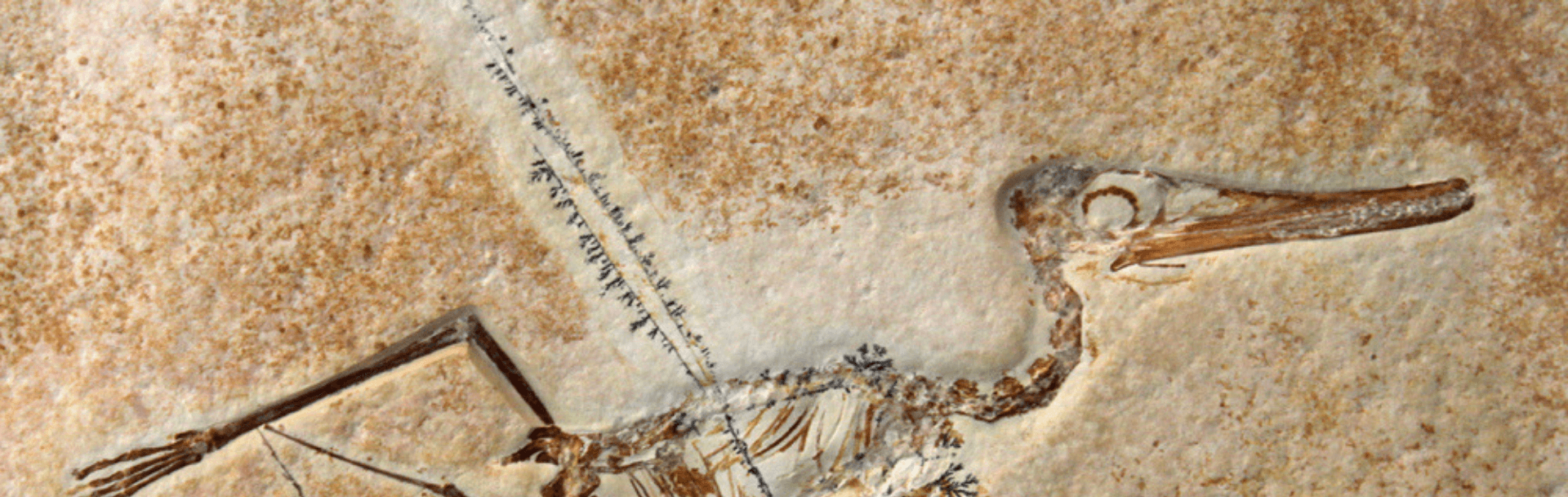 A archaeopteryx fossil in stone