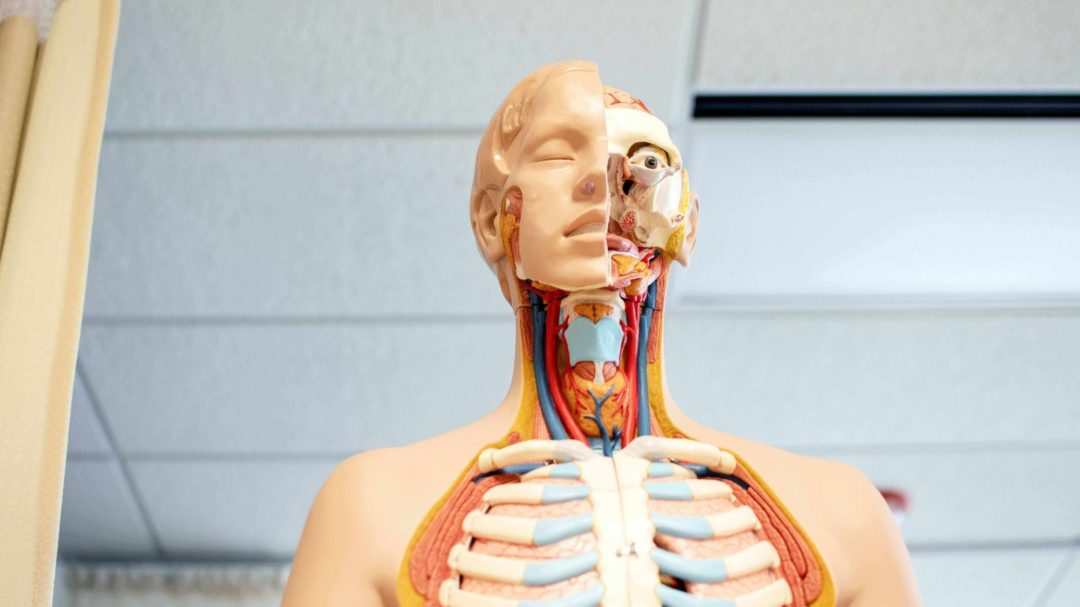 A human anatomical model used to study medicine
