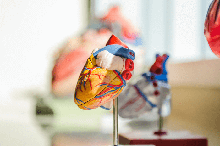 An anatomical heart model used by med students