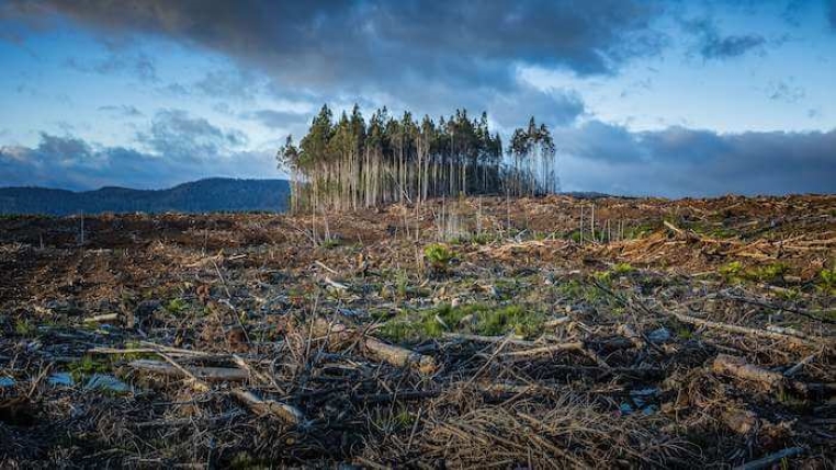 Deforestation visible in a field Deforestation visible in a field