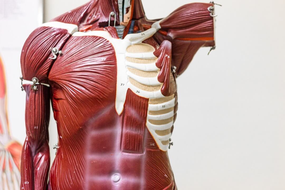 Anatomy model used in an Oxford Scholastica Academy Medicine summer school.