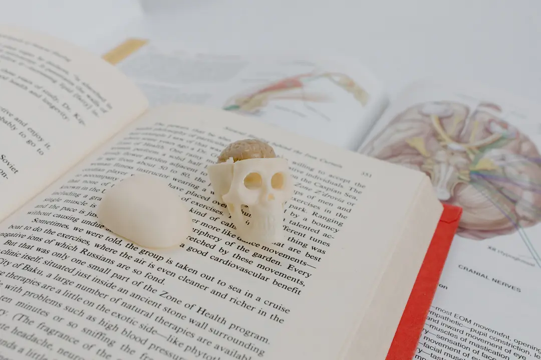 Open Medicine textbook with a small anatomical model of a skull and brain