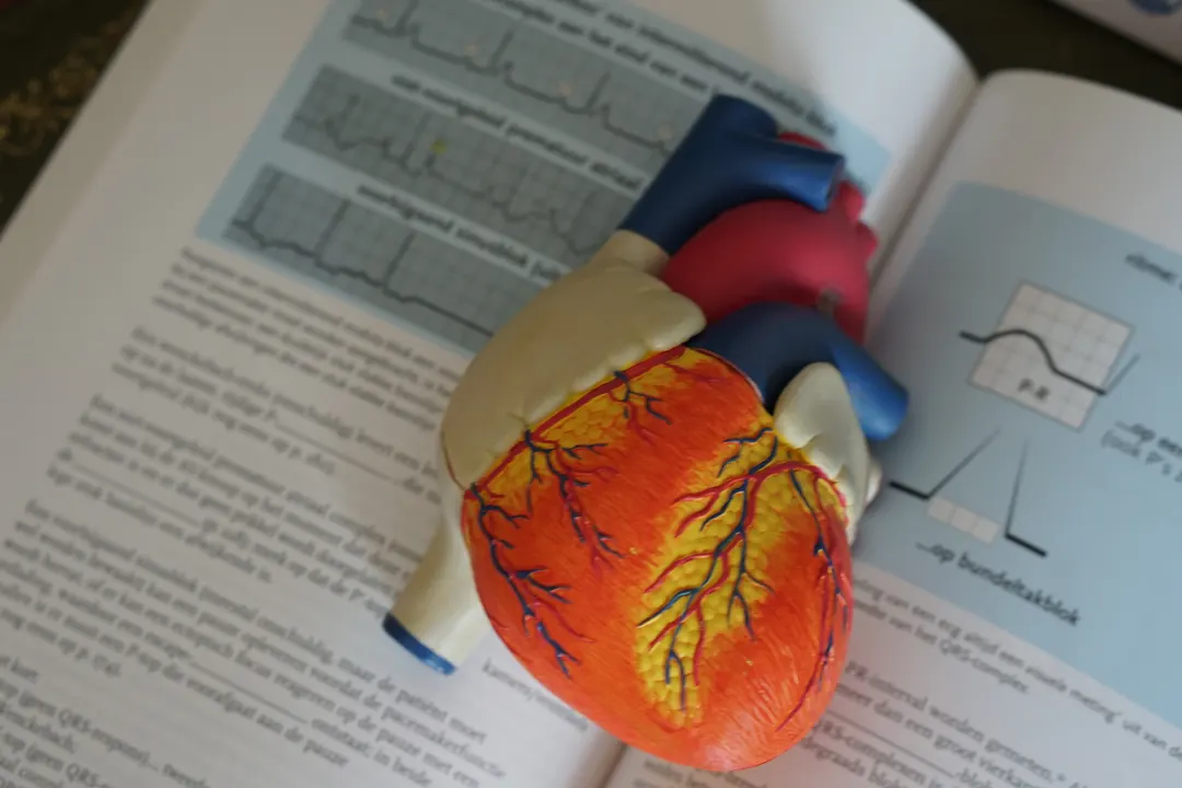 Anatomical model of a heart resting on a Biology textbook
