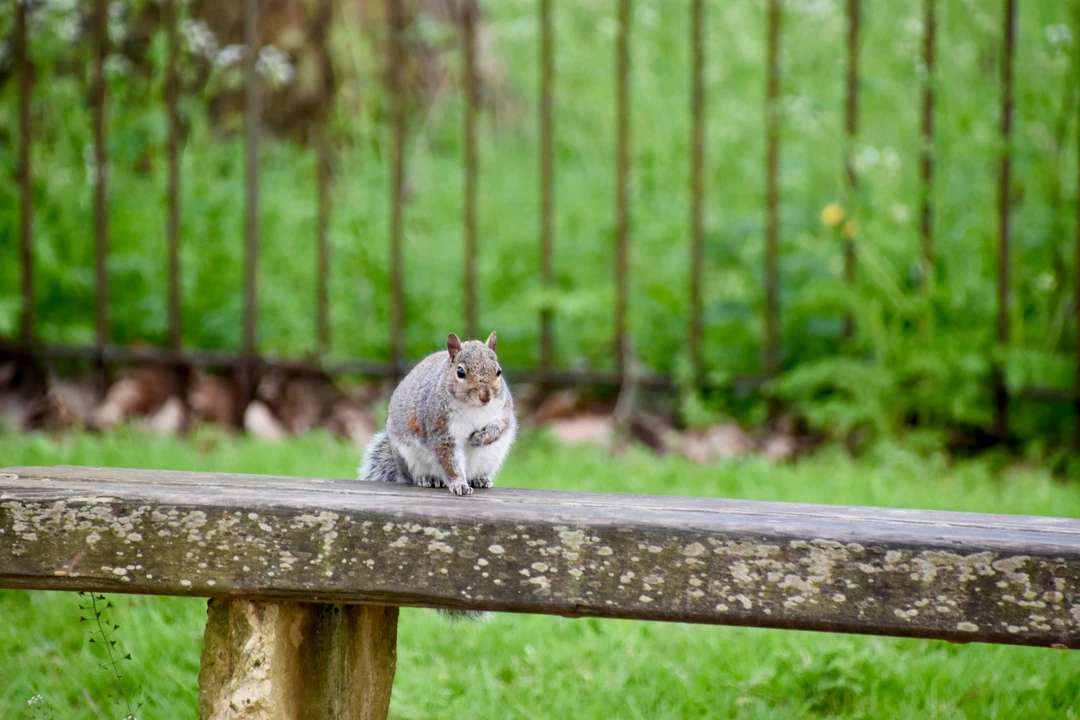A squirrel sitting on a bench in Christ Church meadow
