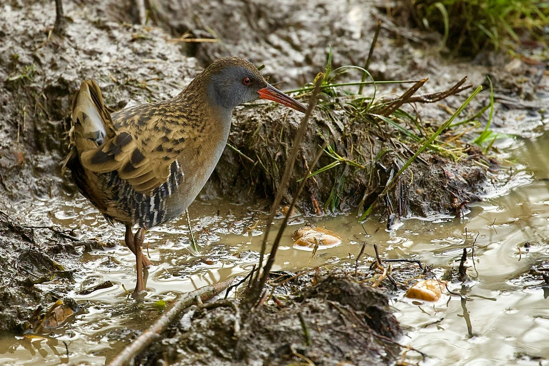 A bird standing in the mud at Farmoor Reservoir