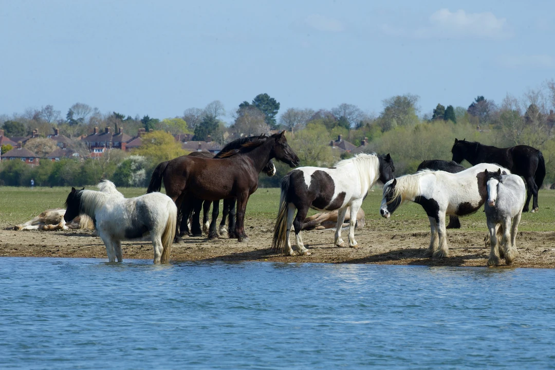 Group of horses gathered by the river in Port Meadow