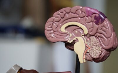 How Is a Psychology Degree Structured in the UK?